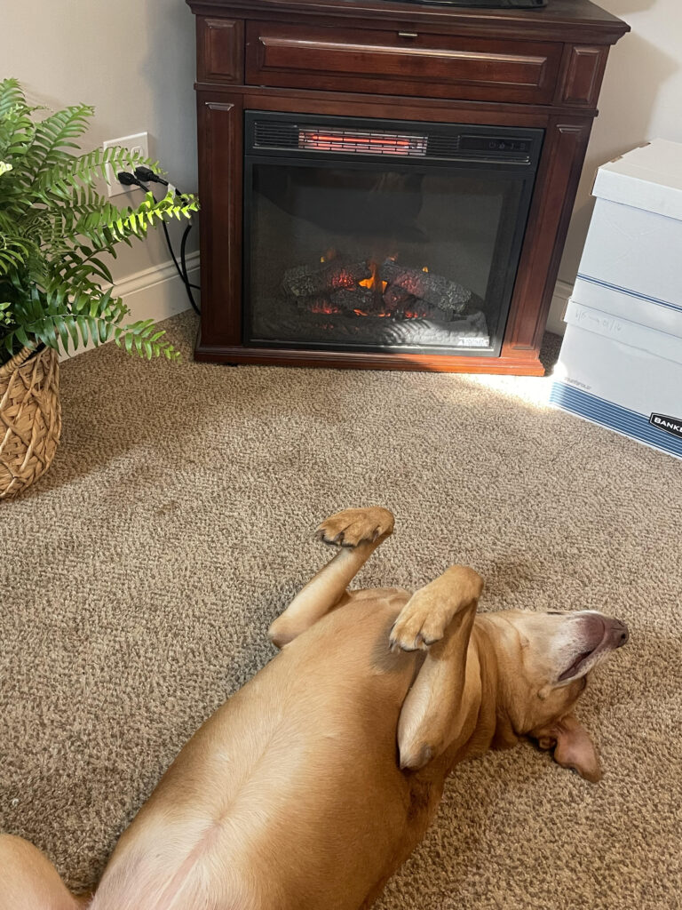 dog lying on carpet